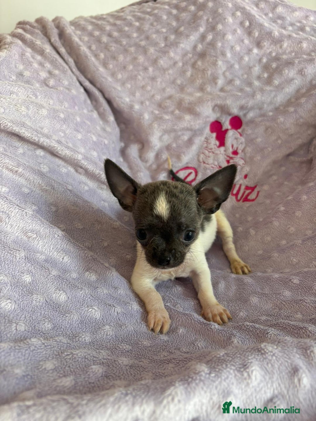 Chihuahua perros en venta: Chihuahua micro toy ruso - Imagen 2