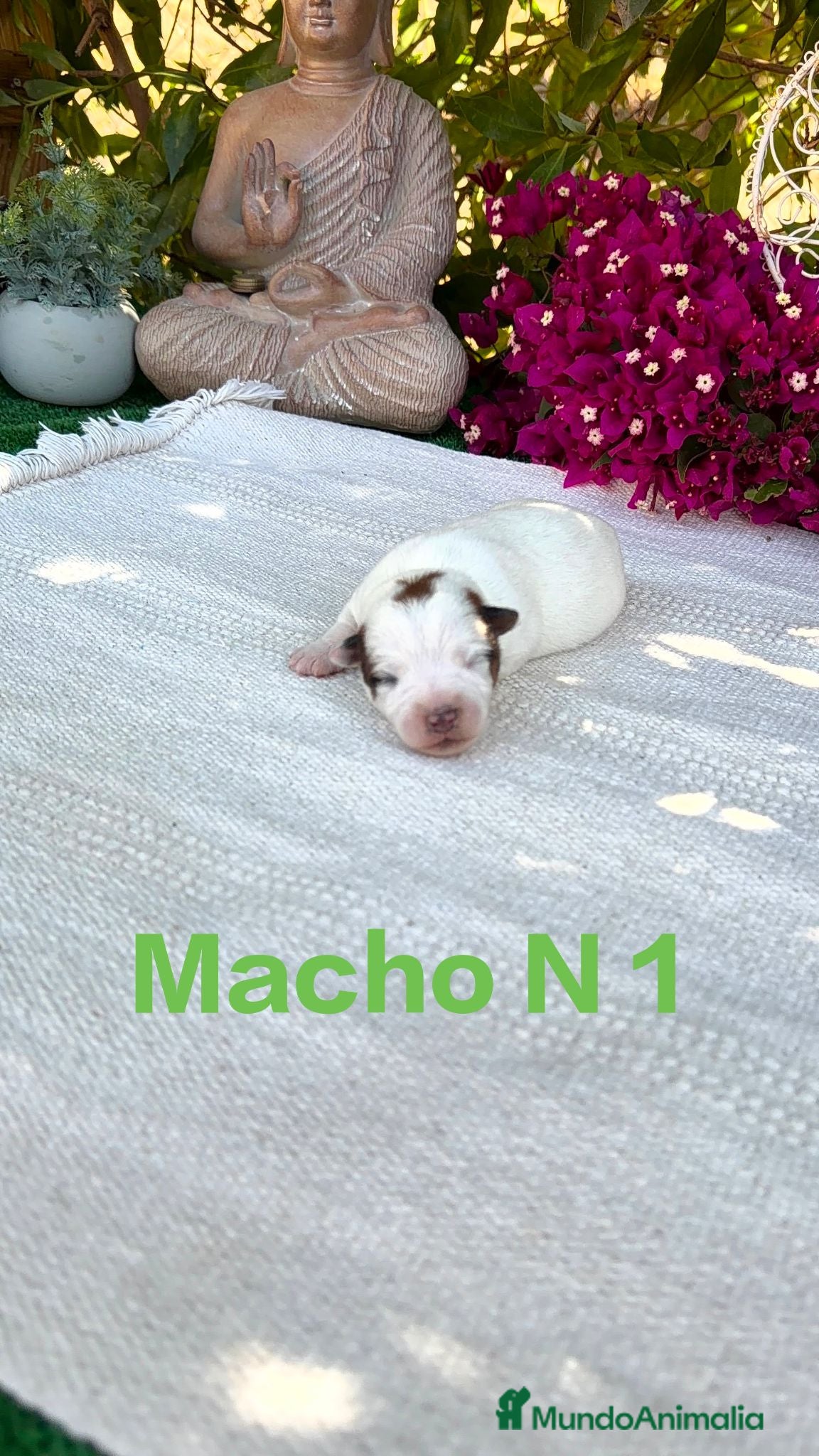 Jack Russell Terrier perros Jack Russell preciosos bebes disponibles  - Anuncio 1