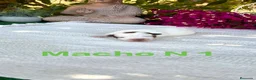 Jack Russell Terrier perros en venta: Jack Russell preciosos bebes disponibles  - Anuncio 1