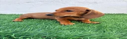 Teckel Miniatura perros en venta: Teckel miniatura - Anuncio 4