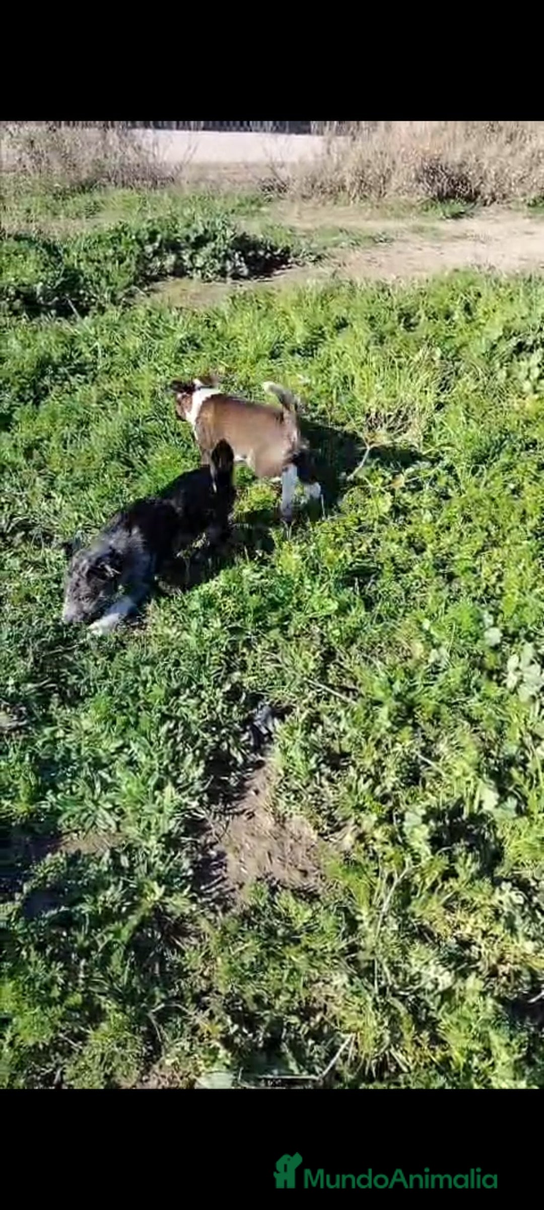 Border Collie perros en venta: Border Collie Exclusivo  - Anuncio 4