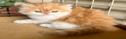Persa gatos en venta: Macho de persa  - Anuncio 1