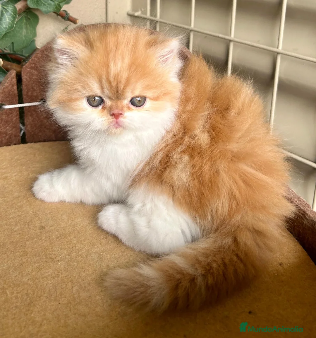 Persa gatos en venta: Macho de persa  - Anuncio 1
