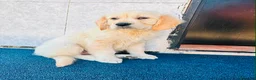 Golden Retriever perros en venta: Golden retriever  - Anuncio 4