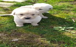 Golden Retriever perros en venta: Golden retriever - Imagen 1