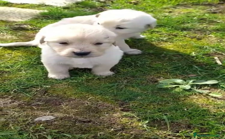 Golden Retriever perros - Anuncio 2