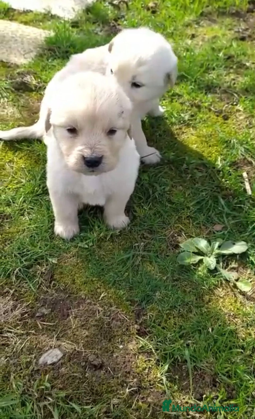 Golden Retriever perros en venta: Golden retriever - Imagen 1