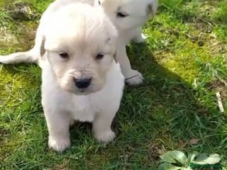 Golden Retriever perros - Anuncio 13