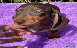 Teckel Miniatura perros en venta: Teckel miniatura  - Imagen 8