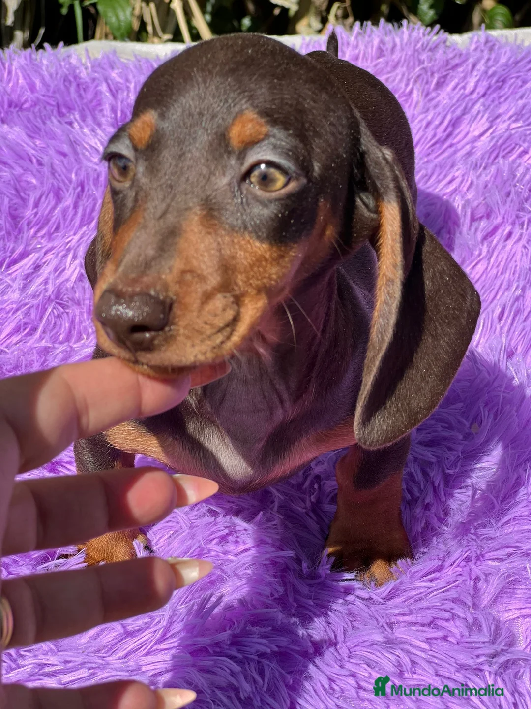 Teckel Miniatura perros en venta: Teckel miniatura  - Anuncio 8