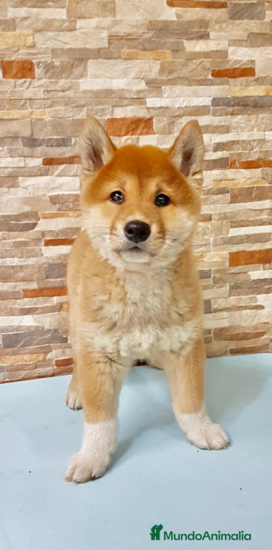 Shiba Inu perros en venta: Shiba ibu - Anuncio 3