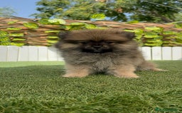 Pomerania perros en venta: POMERANIA MACHO 2 - Imagen 5