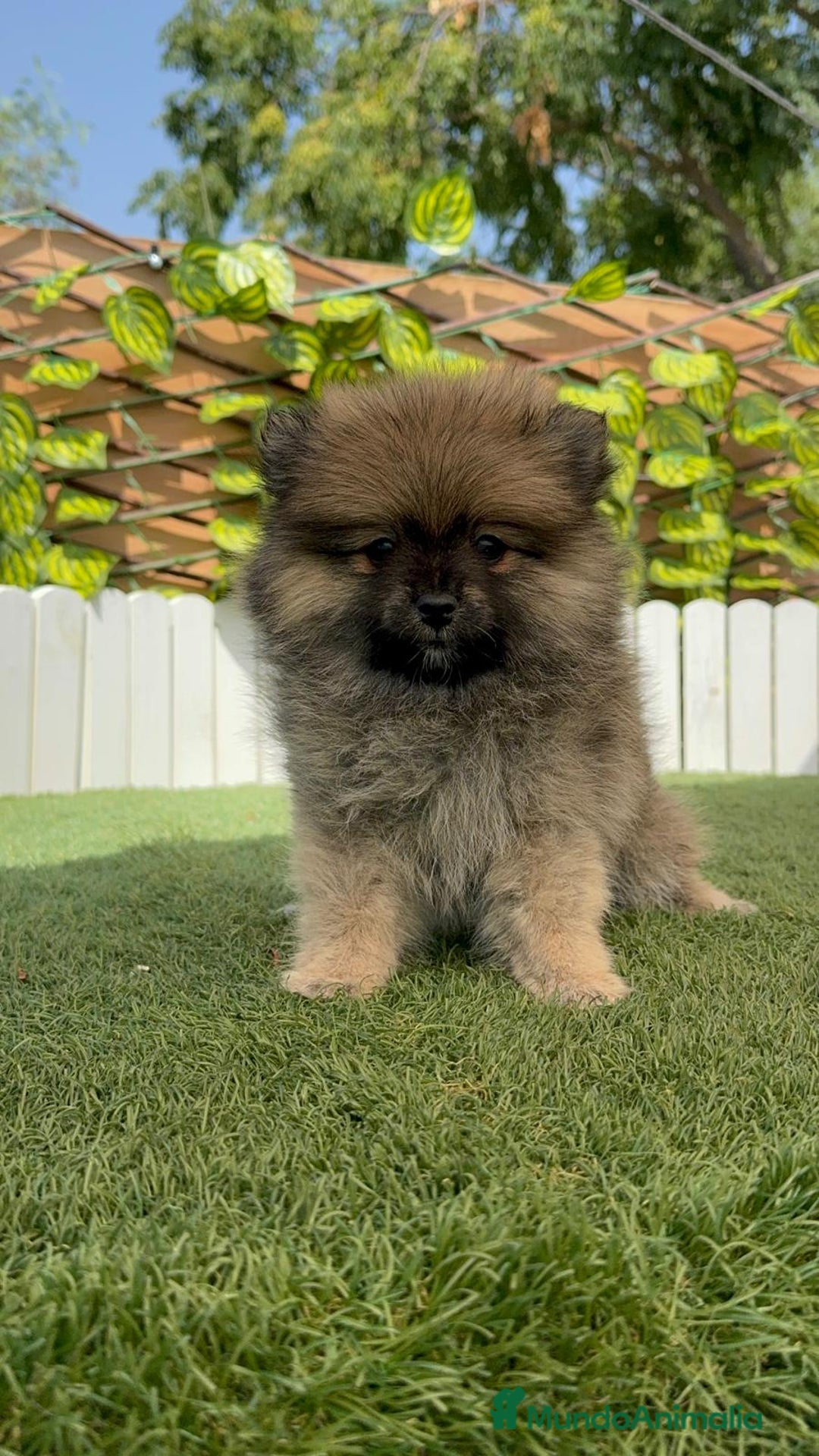 Pomerania perros en venta: POMERANIA MACHO 2 - Imagen 5