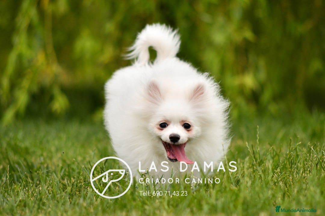 Pomerania perros en venta: Cachorros de Pomerania. Elegancia y Exclusividad en Rubena - Imagen 5