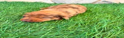 Teckel Miniatura perros en venta: Teckel Miniatura merle chocolate - Anuncio 4