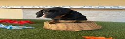 Teckel perros en venta: Preciosos Teckel pelo corto  - Anuncio 6