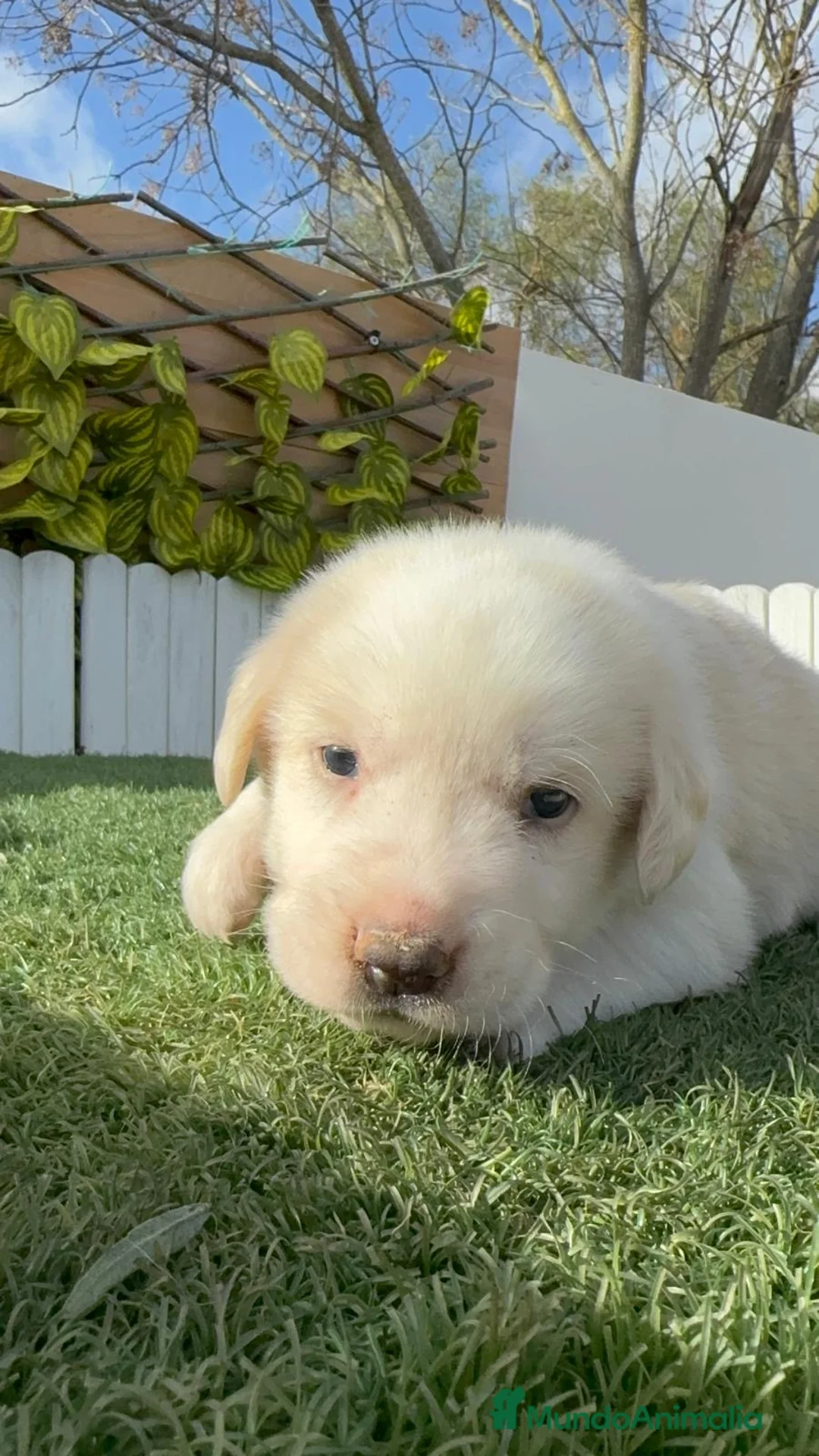 Mastín Español perros en venta: MASTIN ESPAÑOL - Anuncio 10