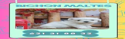 Bichón Maltés perros en venta: Camada de bichón maltés enanos  - Anuncio 1