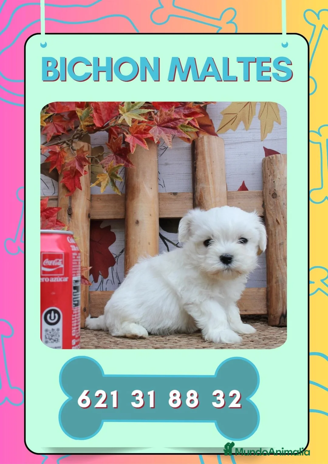 Bichón Maltés perros en venta: Camada de bichón maltés enanos  - Anuncio 1