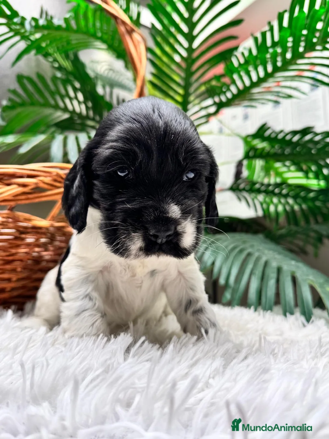 Cocker Spaniel Inglés perros en venta: COCKER SPANIEL INGLES - Anuncio 5