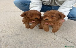 Caniche Toy perros en venta: Solo gente interesada - Imagen 2