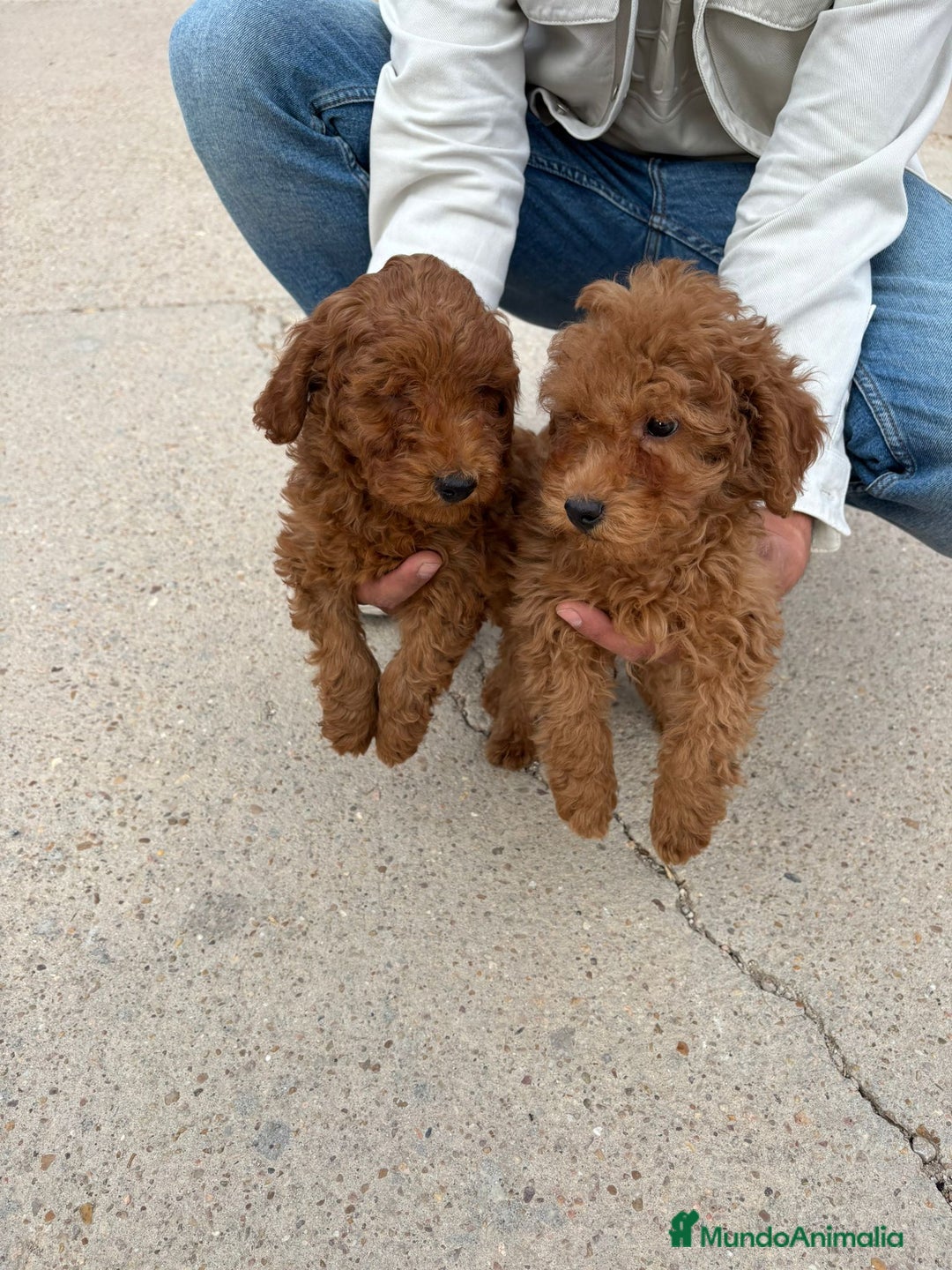 Caniche Toy perros en venta: Solo gente interesada - Imagen 2
