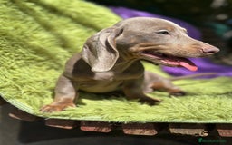 Teckel Miniatura perros en venta: TECKEL MINIATURA DISPONIBLES - Imagen 3