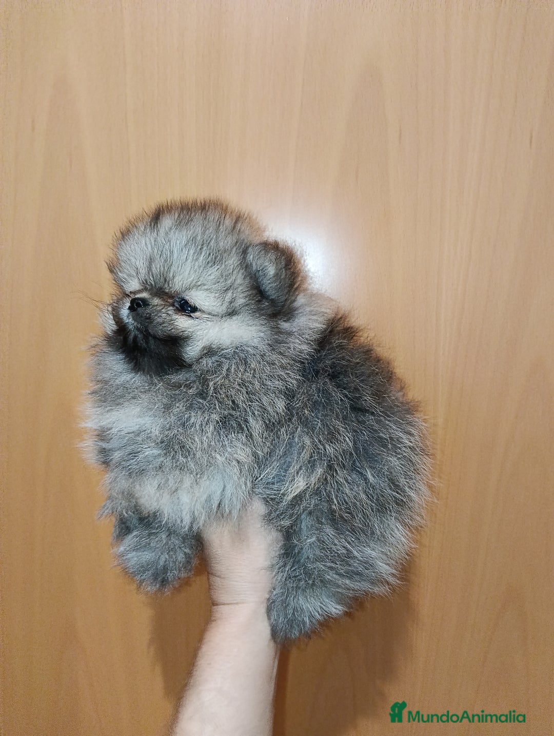 Pomerania perros en venta: Pomerania de Lulú - Anuncio 6