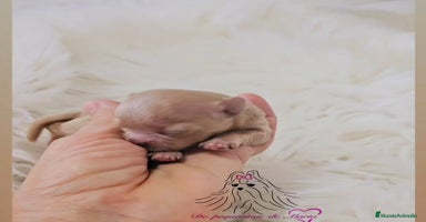 Maltipoo perros - Anuncio 6