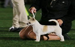 Chihuahua perros en venta: Chihuahua - Imagen 4