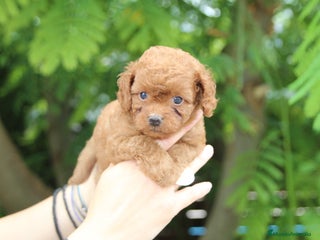 Cavapoo perros en Madrid - Anuncio 2