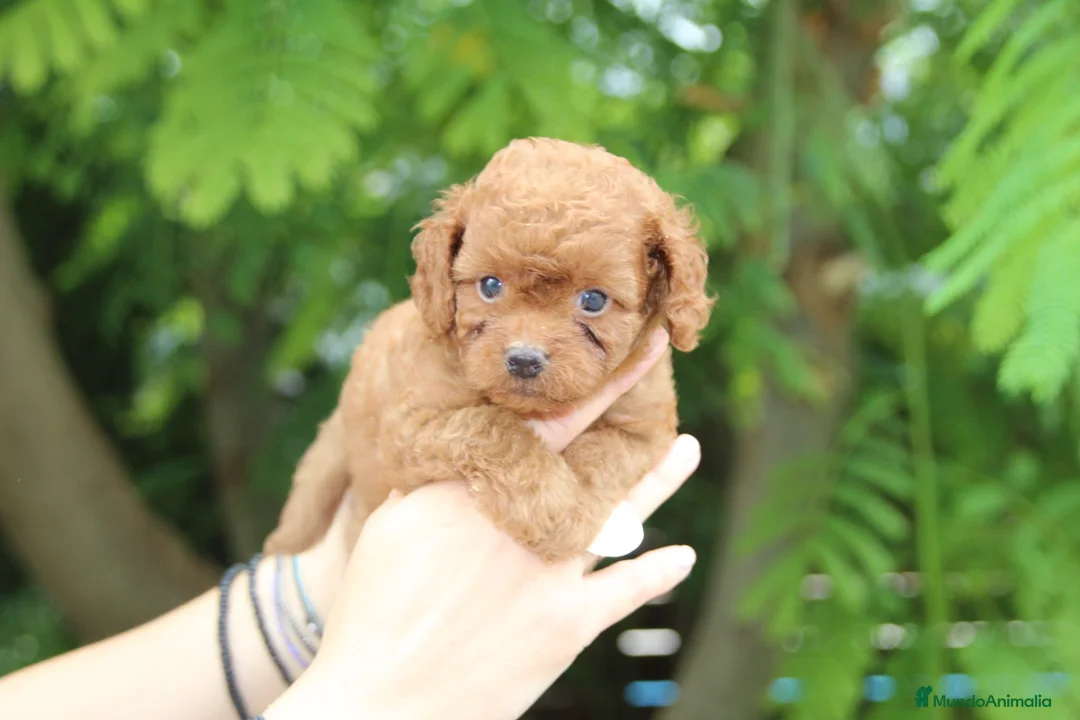 Cavapoo perros en venta: Camada de Cavapoo en Madrid - Anuncio 1
