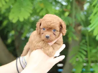 Cavapoo perros Camada de Cavapoo en Madrid - Anuncio 16