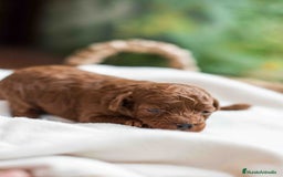 Caniche Toy perros en venta: Caniche toy rojo intenso - Anuncio 7