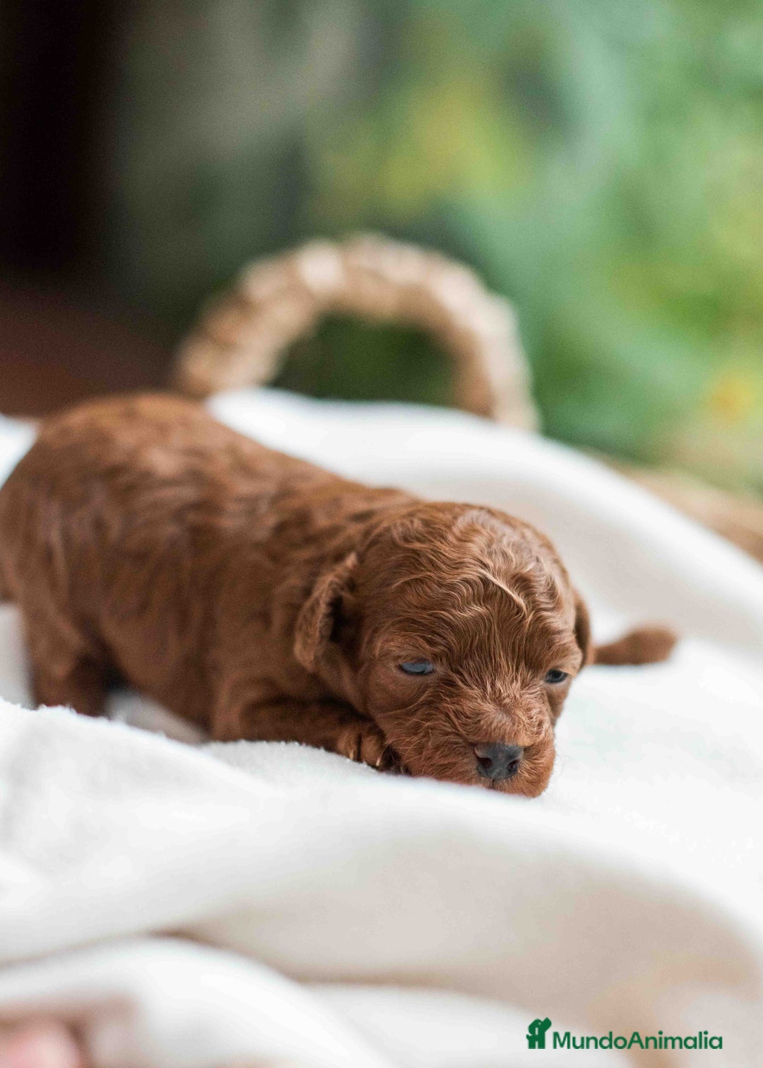 Caniche Toy perros en venta: Caniche toy rojo intenso - Anuncio 7