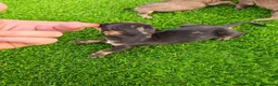 Teckel Miniatura perros en venta: Teckel miniatura - Anuncio 2