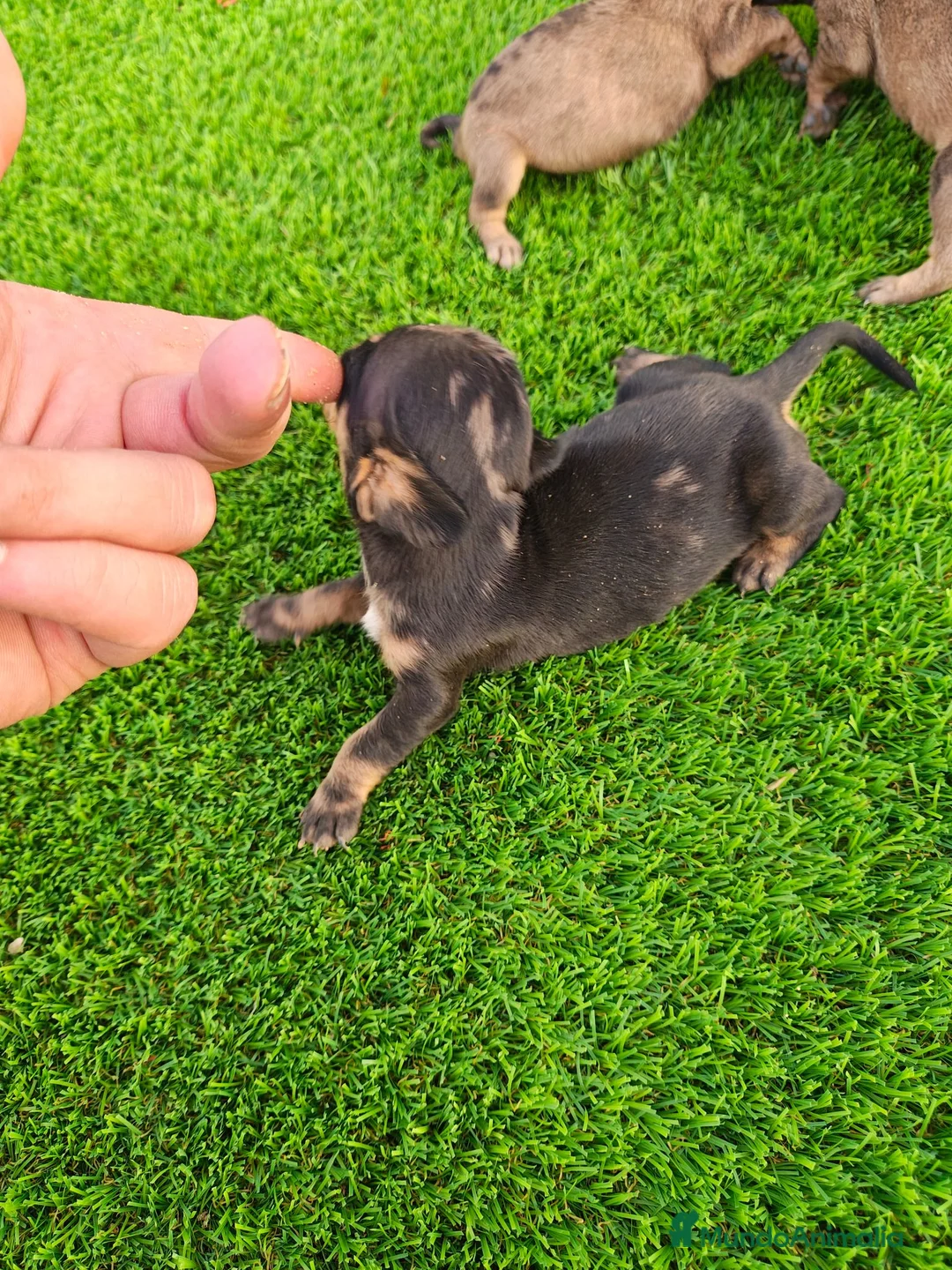 Teckel Miniatura perros en venta: Teckel miniatura - Anuncio 2
