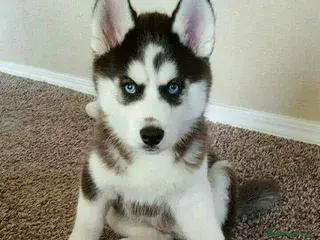 Husky Siberiano perros husky siberiano - Anuncio 1