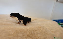 Pinscher Miniatura perros en venta: Mini pincher - Imagen 2