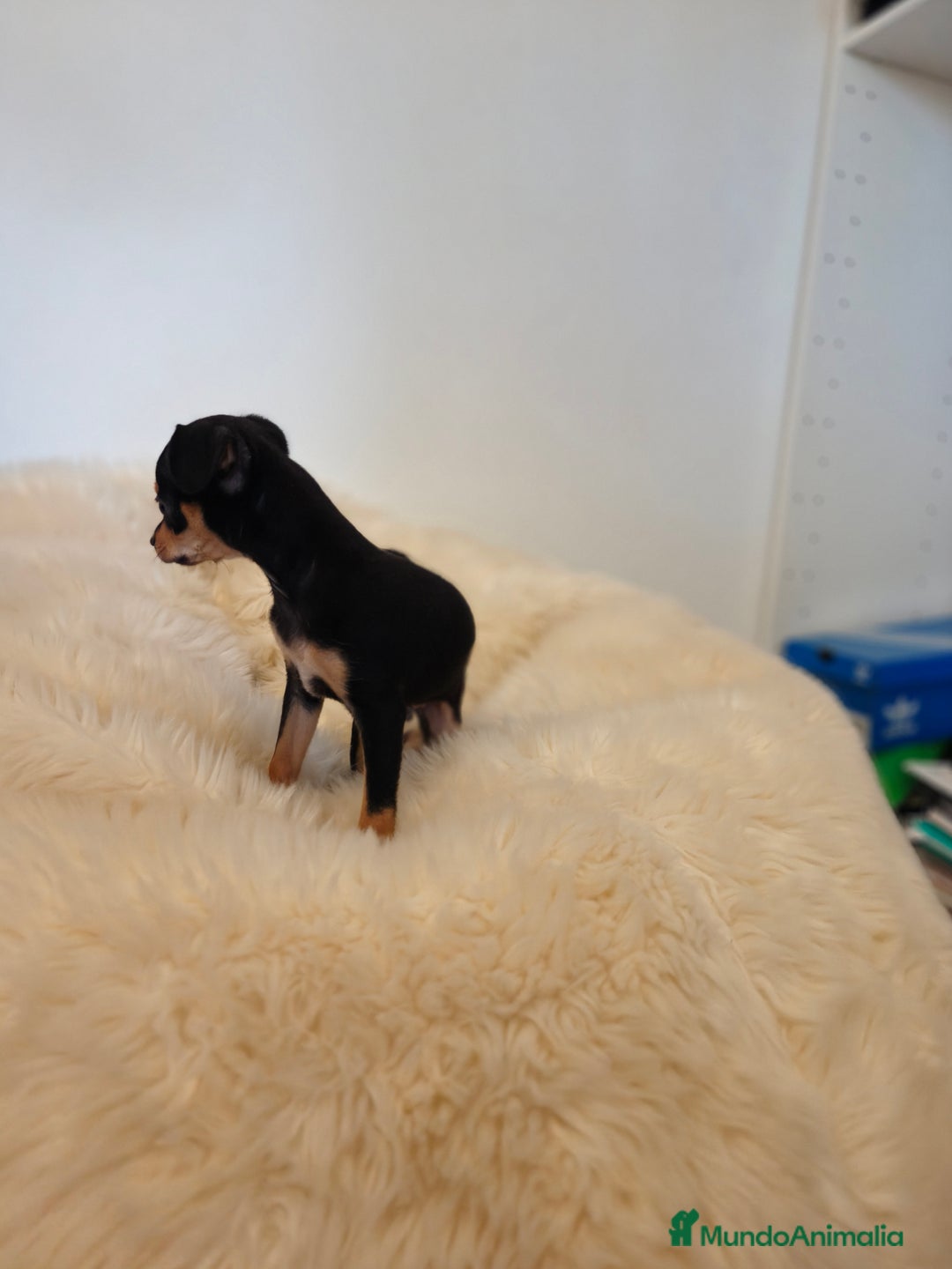 Pinscher Miniatura perros en venta: Mini pincher - Imagen 2