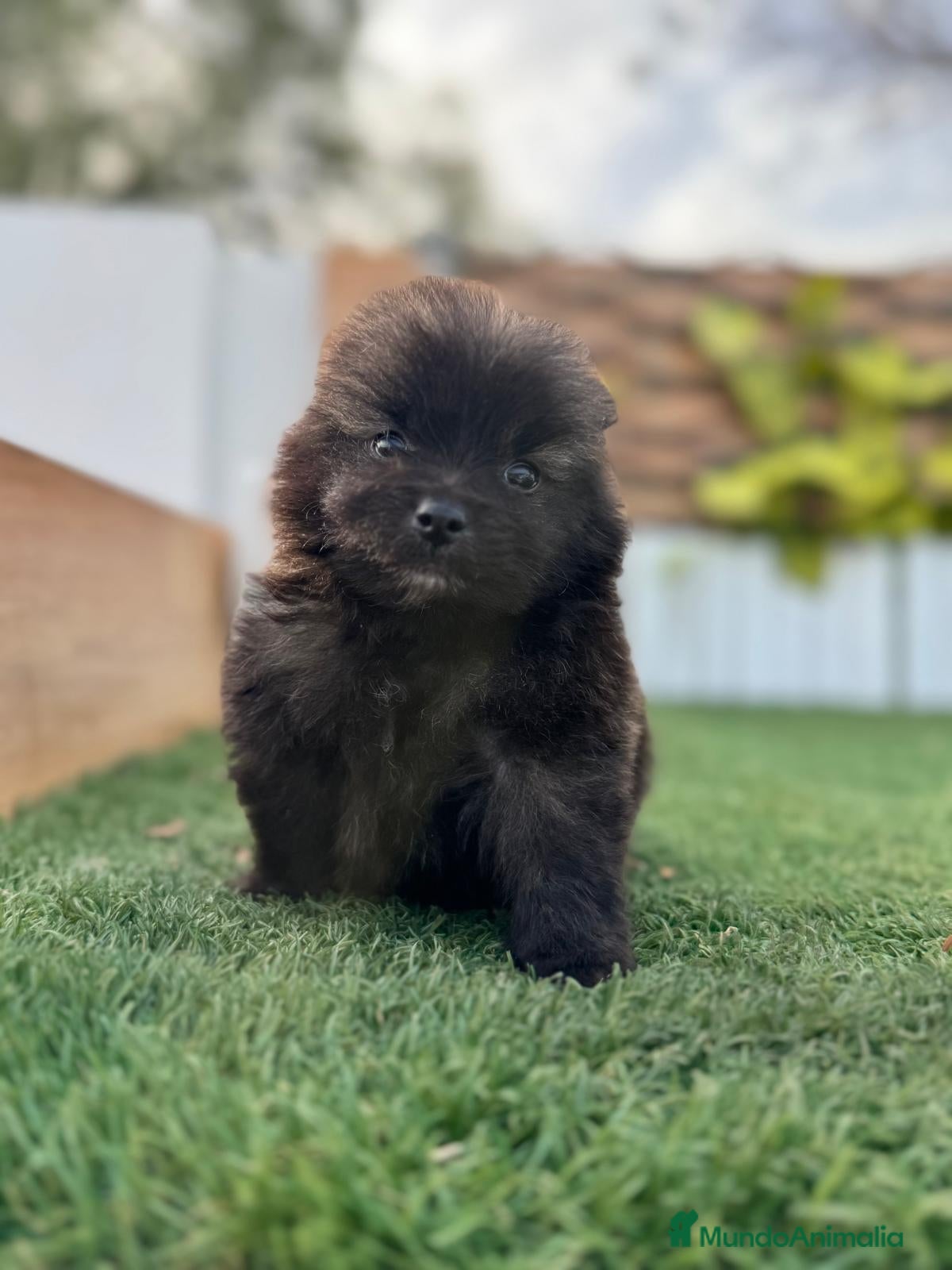 Pomerania perros POMERANIA MACHO - Anuncio 2