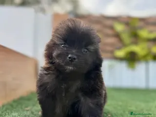 Pomerania perros POMERANIA MACHO - Anuncio 2