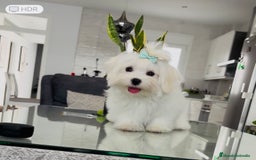 Bichón Maltés perros en venta: Cachorrito de bichon maltés macho - Imagen 1