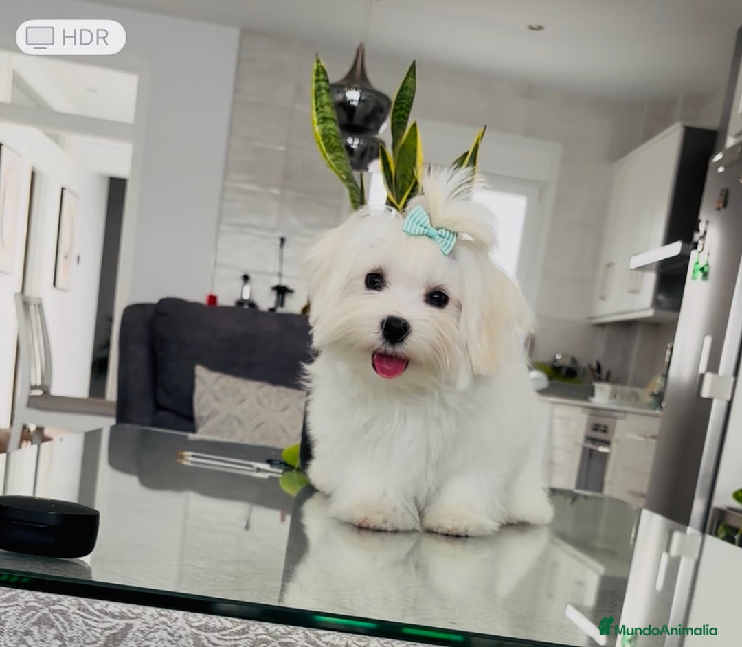 Bichón Maltés perros en venta: Cachorrito de bichon maltés macho - Imagen 1