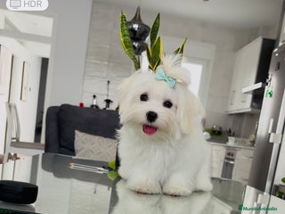 Bichón Maltés perros - Anuncio 1