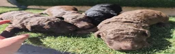 Perro de Agua Español perros en venta: Cachorros perros de agua en Zaragoza - Anuncio 22