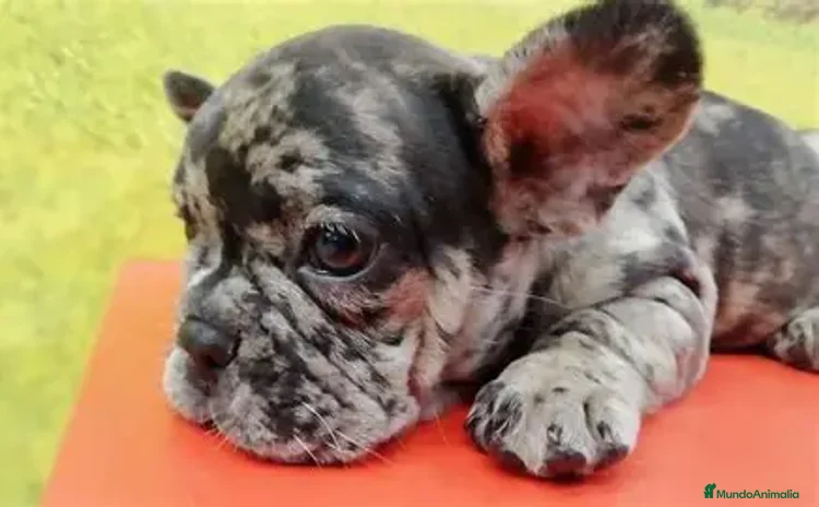 Bulldog Francés perros - Anuncio 8