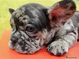 Bulldog Francés perros - Anuncio 1