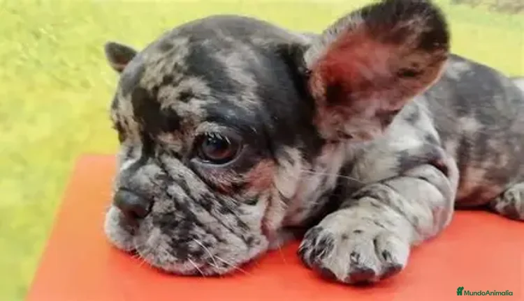 Bulldog Francés perros - Anuncio 1