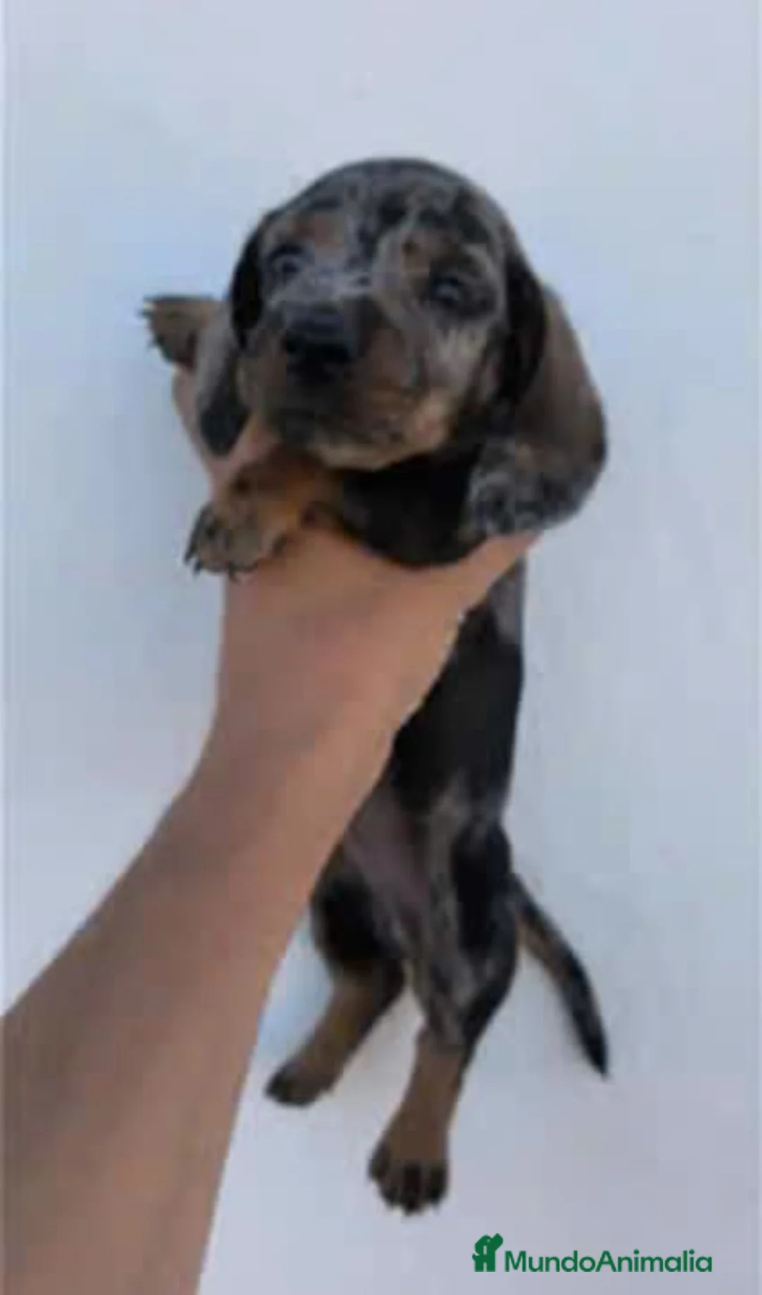 Teckel perros en venta: Teckel - Anuncio 10
